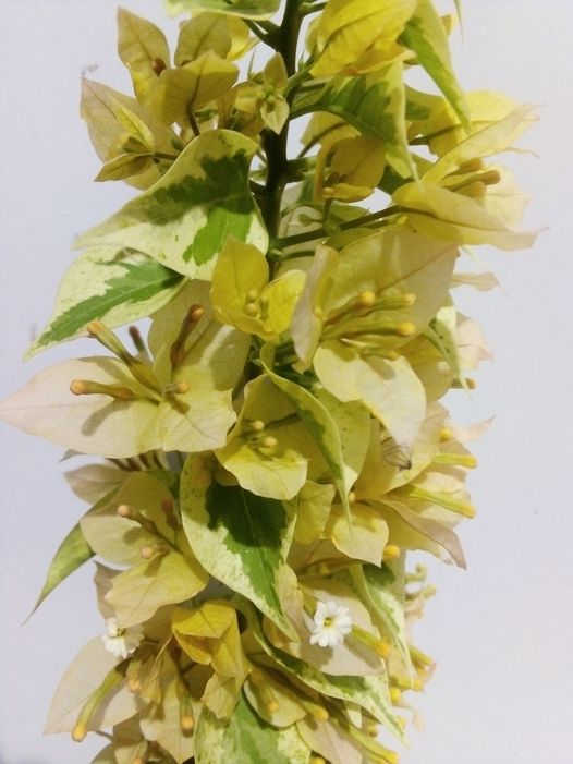 123503179 3616755421710106 6883685810752753412 o