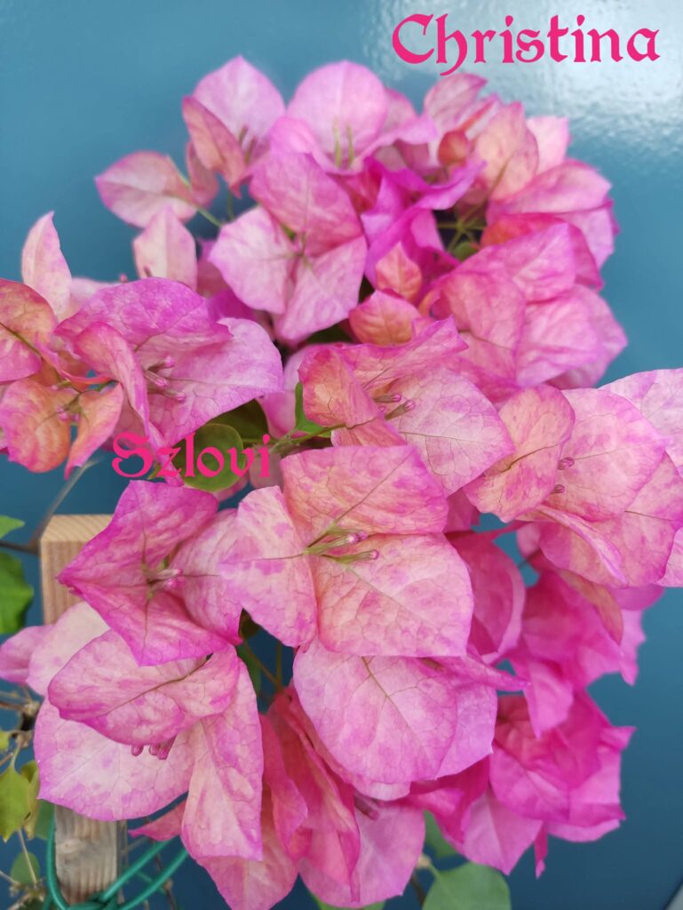 fb img 1767078609075