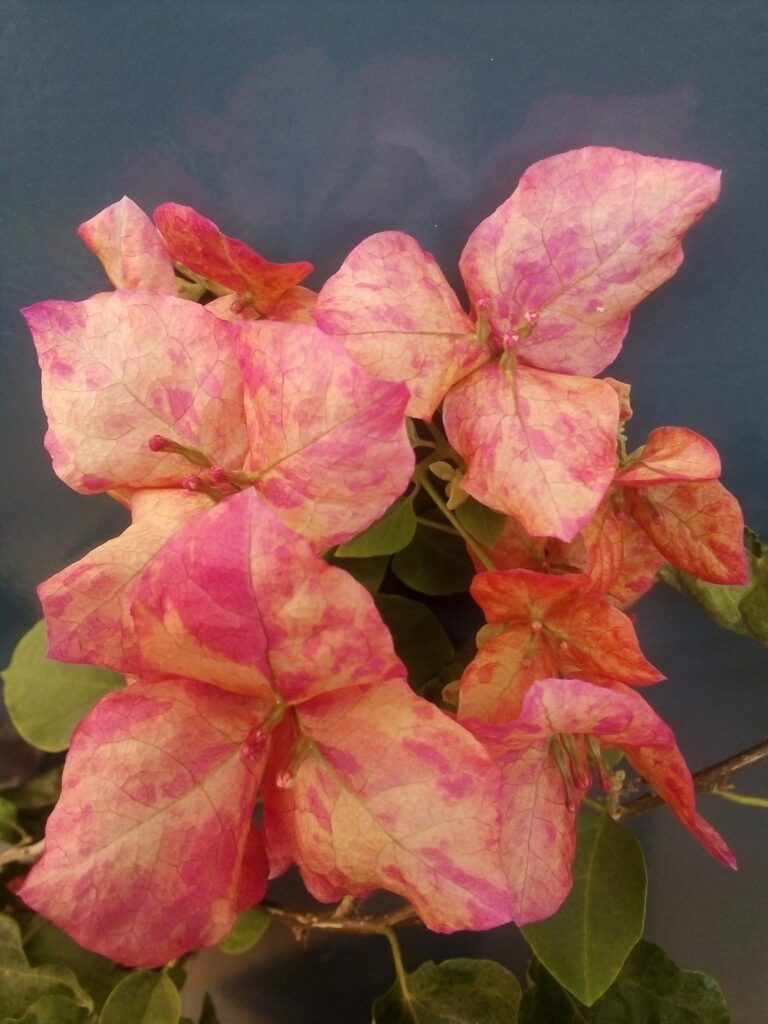 fb img 1767078634706