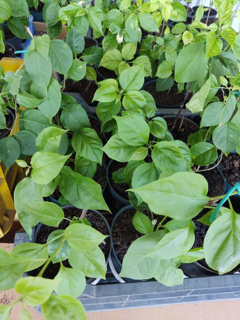 fb img 1767202474887