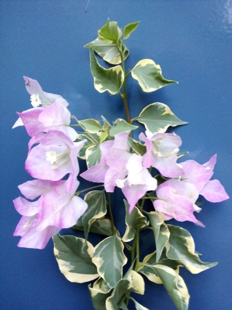 fb img 1767202541533