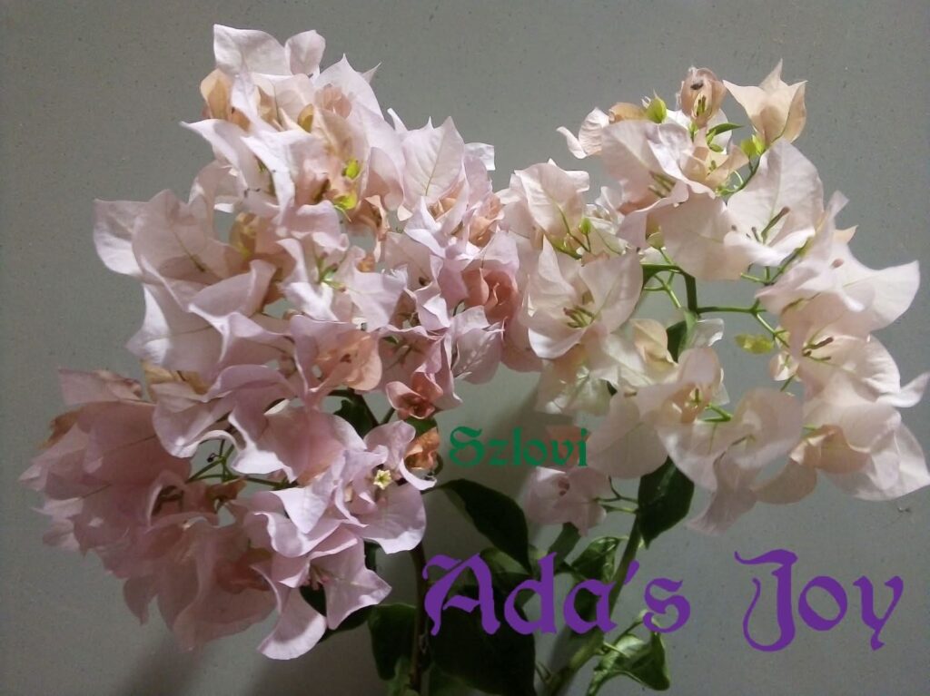 fb img 1767203590106