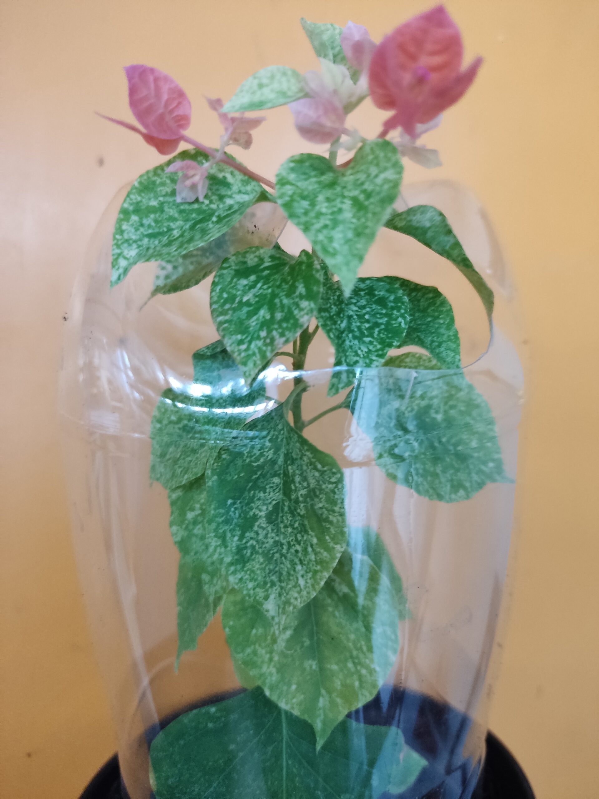 Bougainvillea 'Red Diamond Snow' piros virágzattal, tarka levélzettel