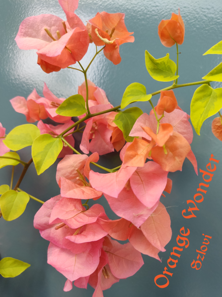 próba20240430 154303