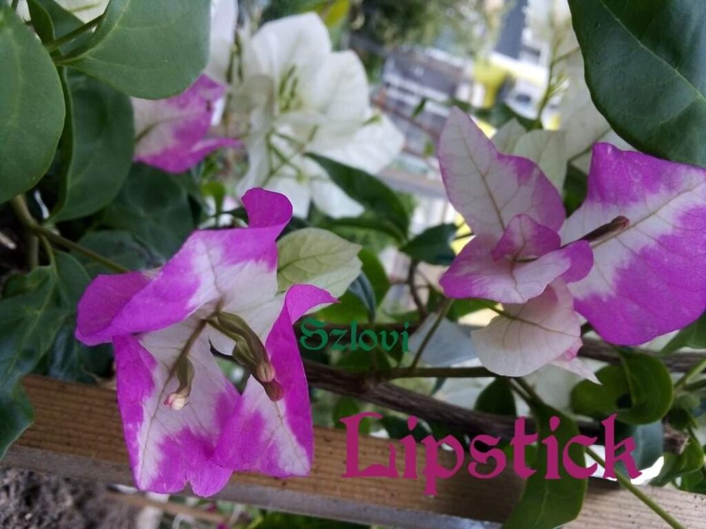Bougainvillea 'Lipstick' színes virágzattal