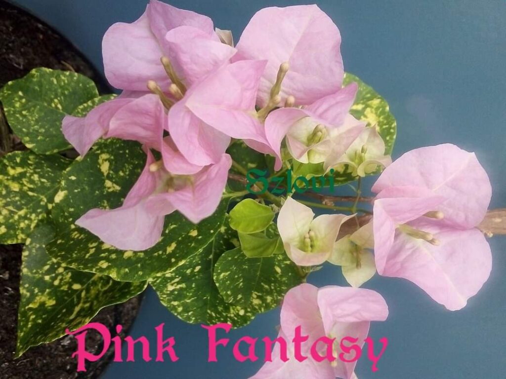 Bougainvillea 'Pink Fantasy' rózsaszín virág, pöttyös levelekkel