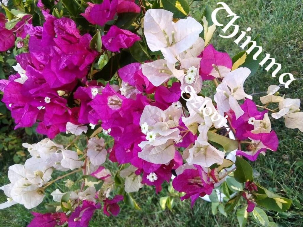 Bougainvillea 'Thimma' fehér-lila virágzattal, sárga foltos levélzettel