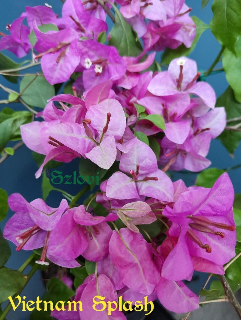 Bougainvillea 'Vietnam Splash' lila virágzattal