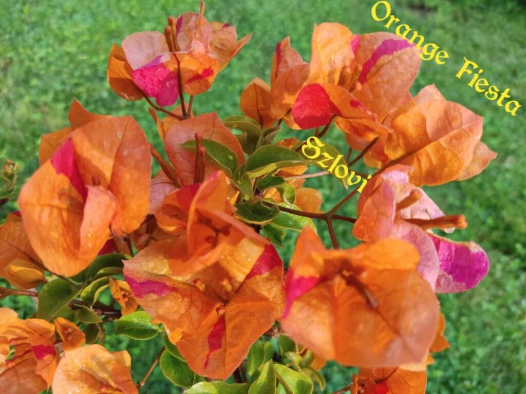 Bougainvillea 'Orange Fiesta' sütőtök színű, piros csíkos virágzattal