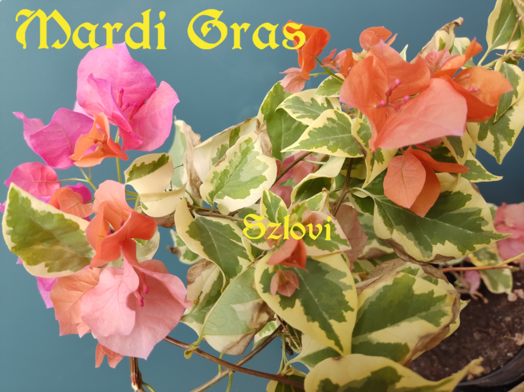 Bougainvillea 'Mardi Gras' narancs-rózsaszín virágzattal, tarka levélzettel