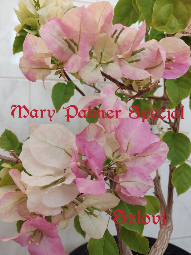 Bougainvillea 'Mary Palmer Special' színes virágzattal