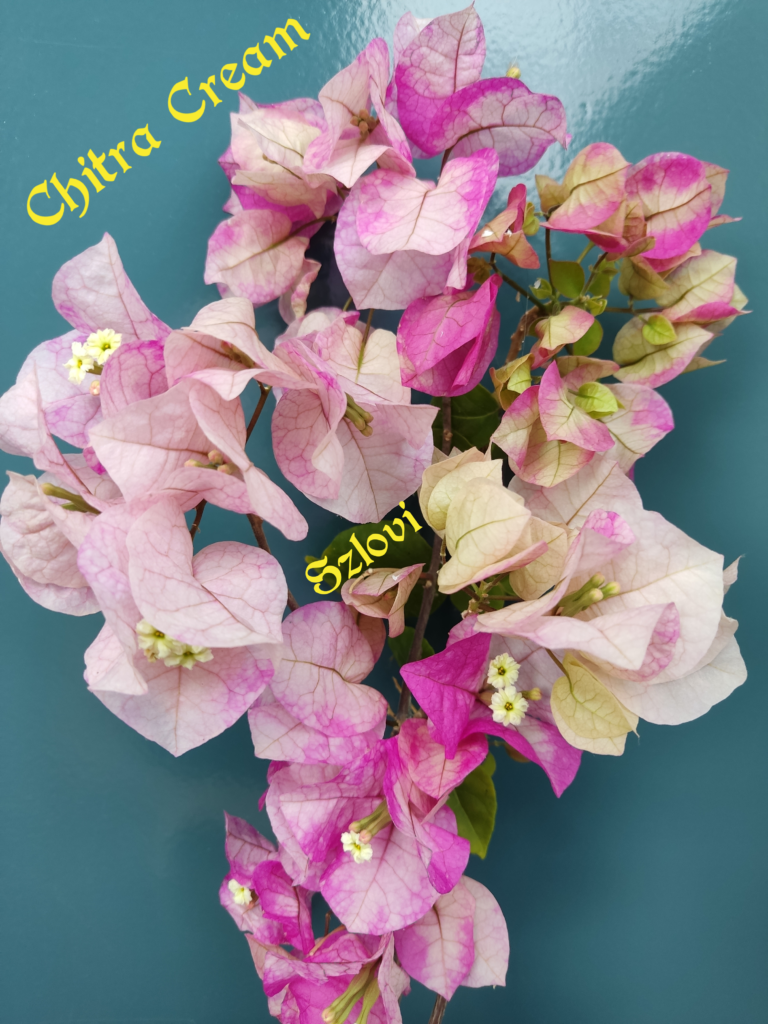 Bougainvillea 'Chitra Cream' színes virágzattal
