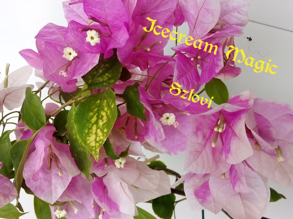 Bougainvillea 'Magic Icecream' színes virágzattal, sárga foltos levélzettel