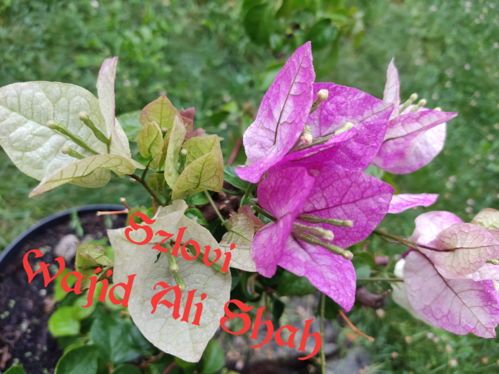 Bougainvillea 'Wajid Ali Shah' színes virágzattal