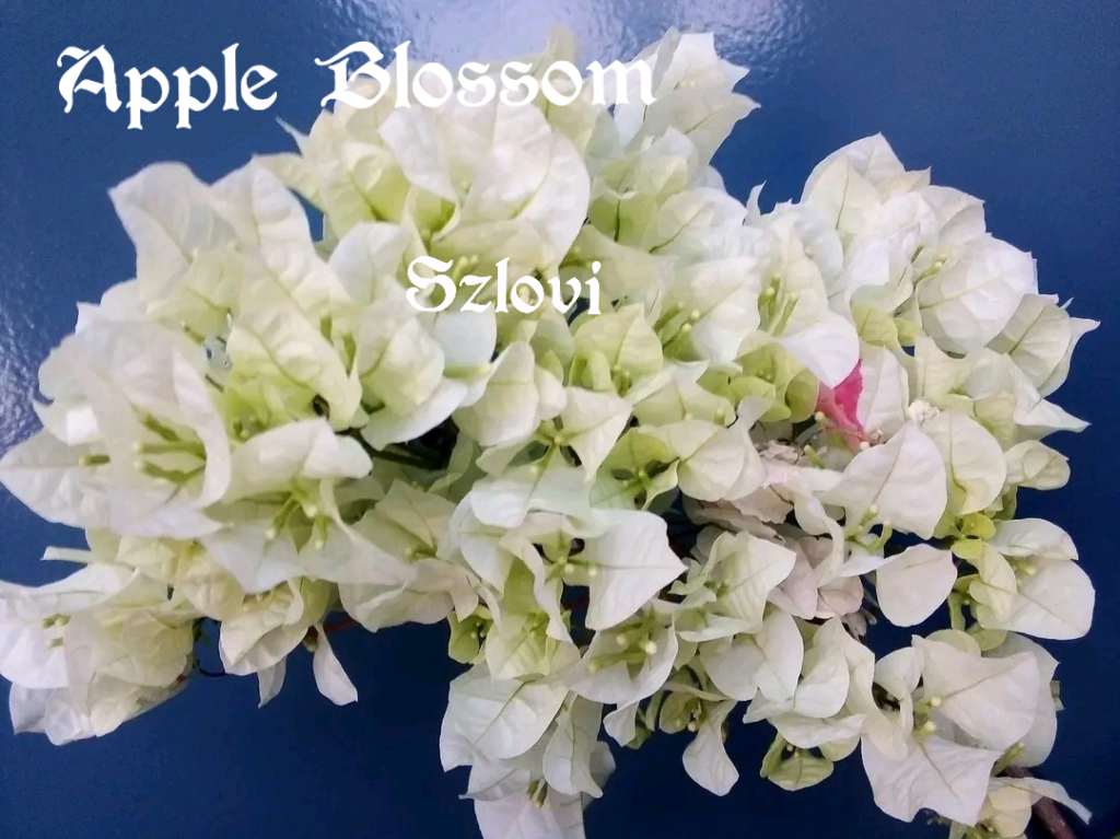 Bougainvillea 'Apple Blossom' fehér, de színesedő virágzattal