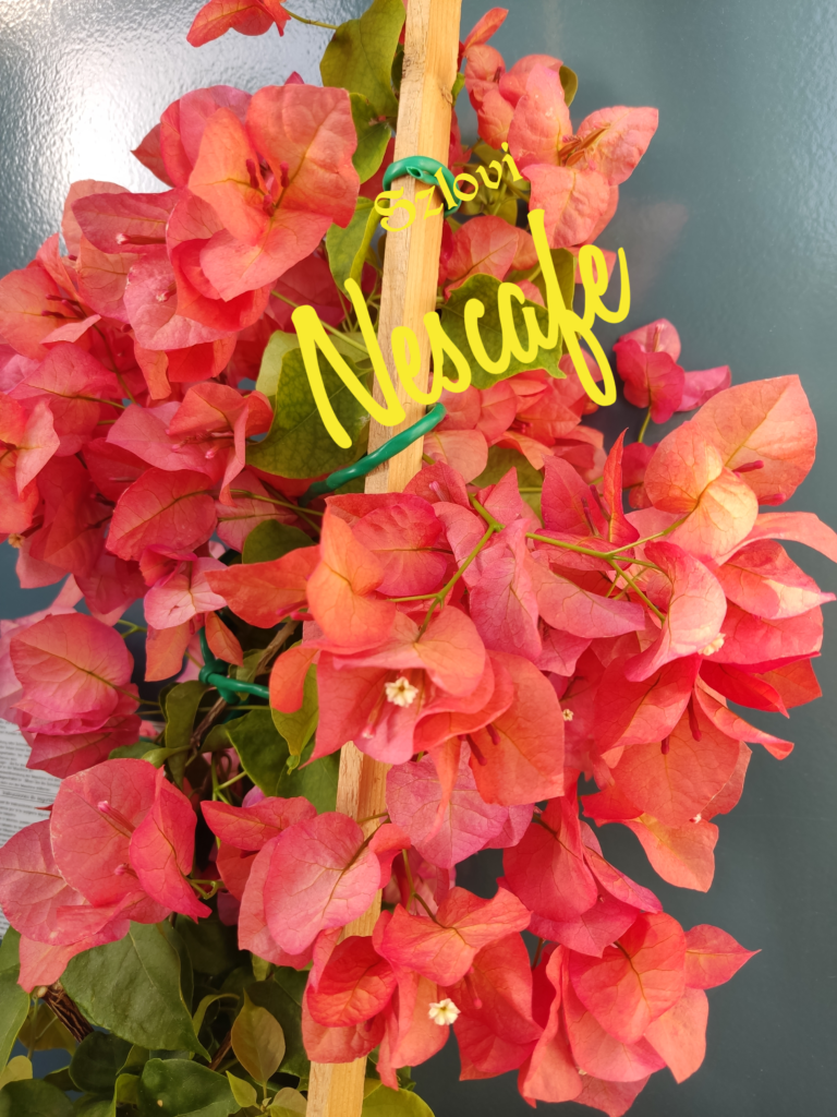 Bougainvillea 'Nescafe' színes narancsos virágzattal
