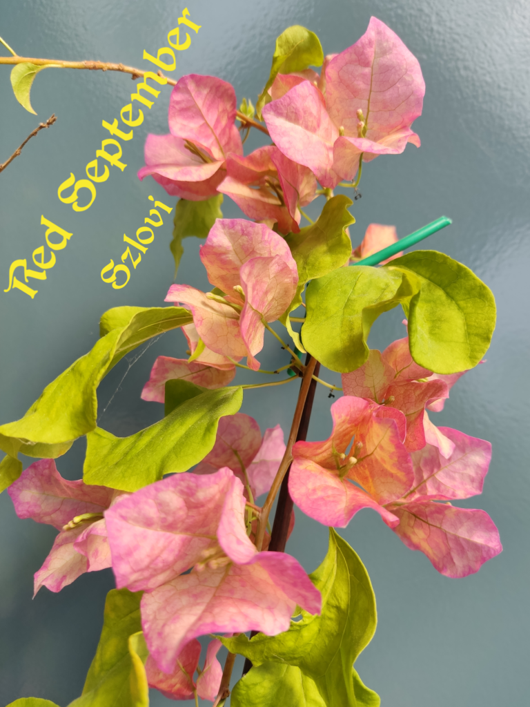 Bougainvillea 'Red September' színes virágzattal