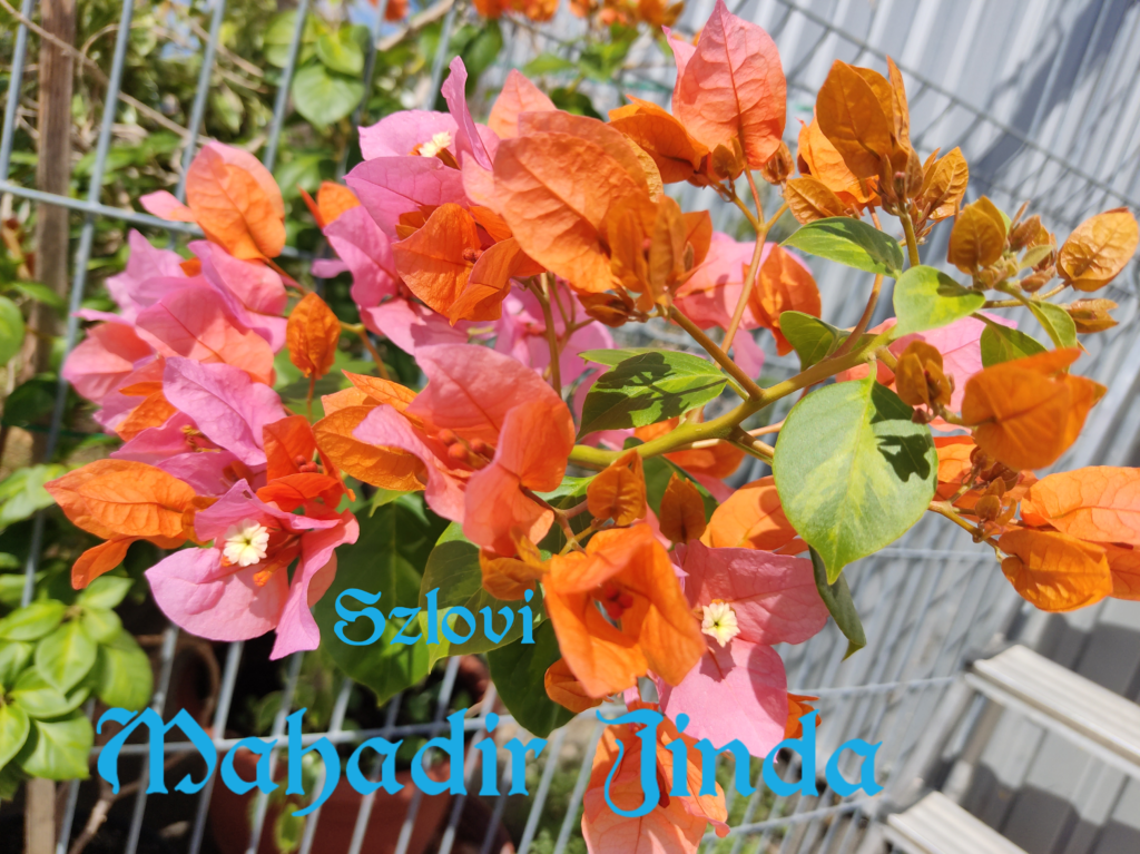 Bougainvillea 'Mahadir Jinda' narancs-rózsaszín virágzattal, világos zöld foltos levélzettel