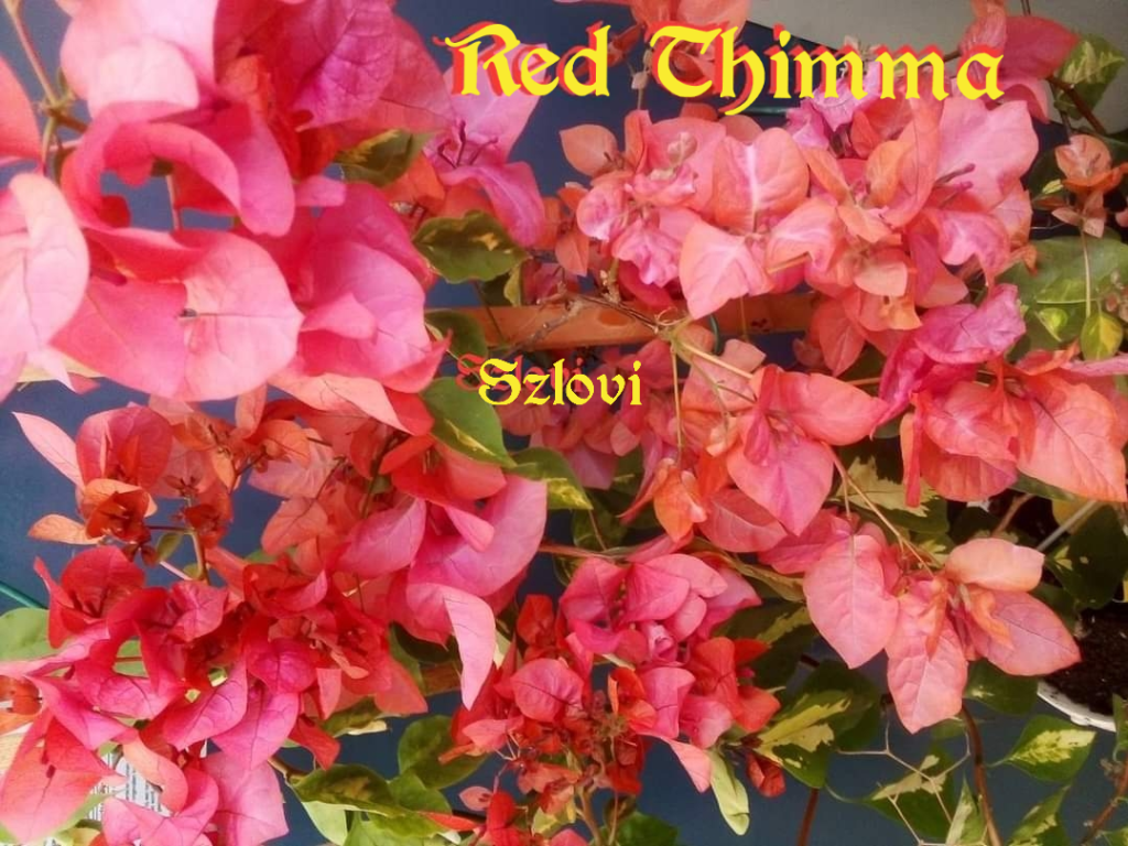 Bougainvillea 'Red Thimma' piros virágzattal, sárga foltos levélzettel